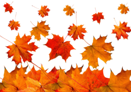 Осенние кленовые листья - осень, листья, клён