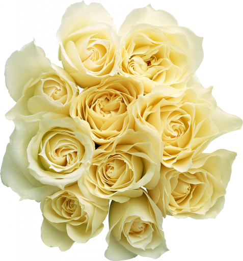 Белые розы фото в png