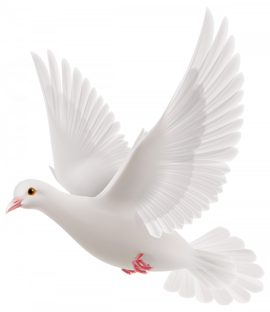 Белый голубь на прозрачном фоне - птицы, животные, голуби