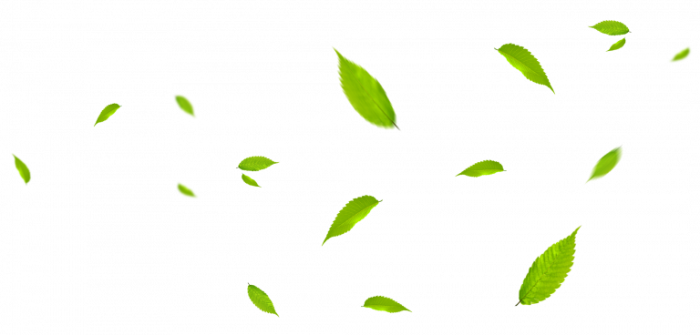 Фон листья - в png (пнг) без фона
