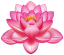 Картинка цветок лотоса