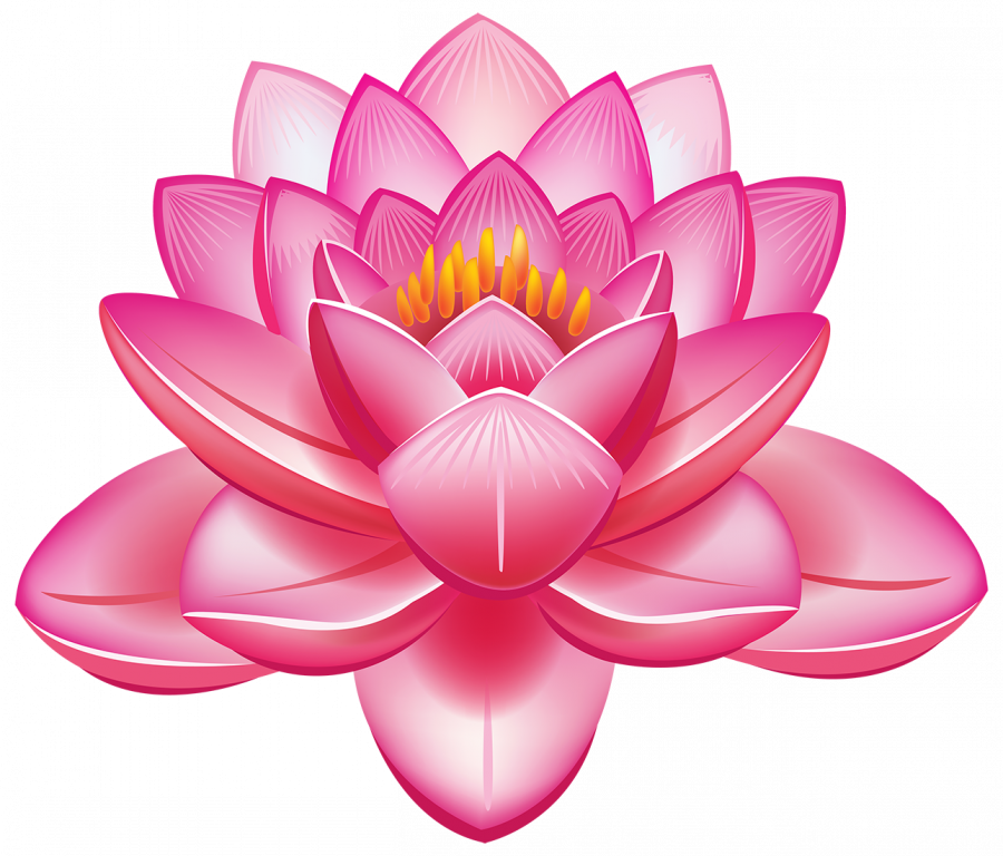 Картинка цветок лотоса - цветы, растения, лотос