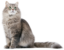 Кошка на прозрачном фоне