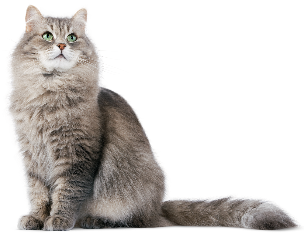 Кошка на прозрачном фоне - кошка, кот, домашние животные