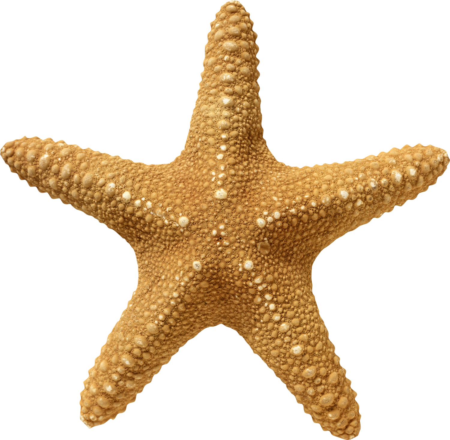 Морская звезда - морская звезда, море