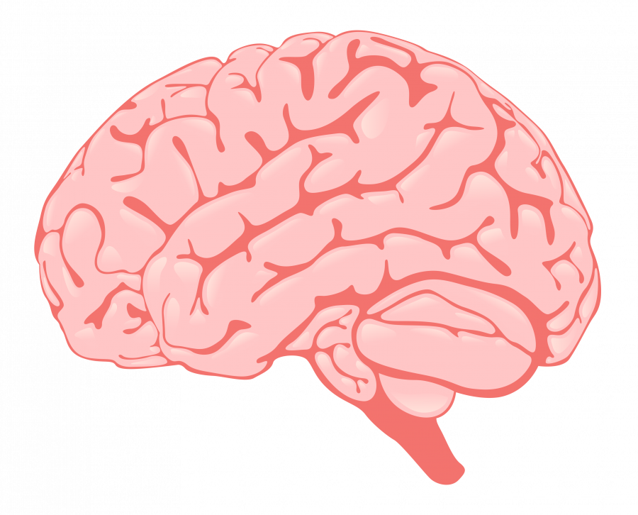 Мозг - части тела, органы, мозг, медицина, анатомия