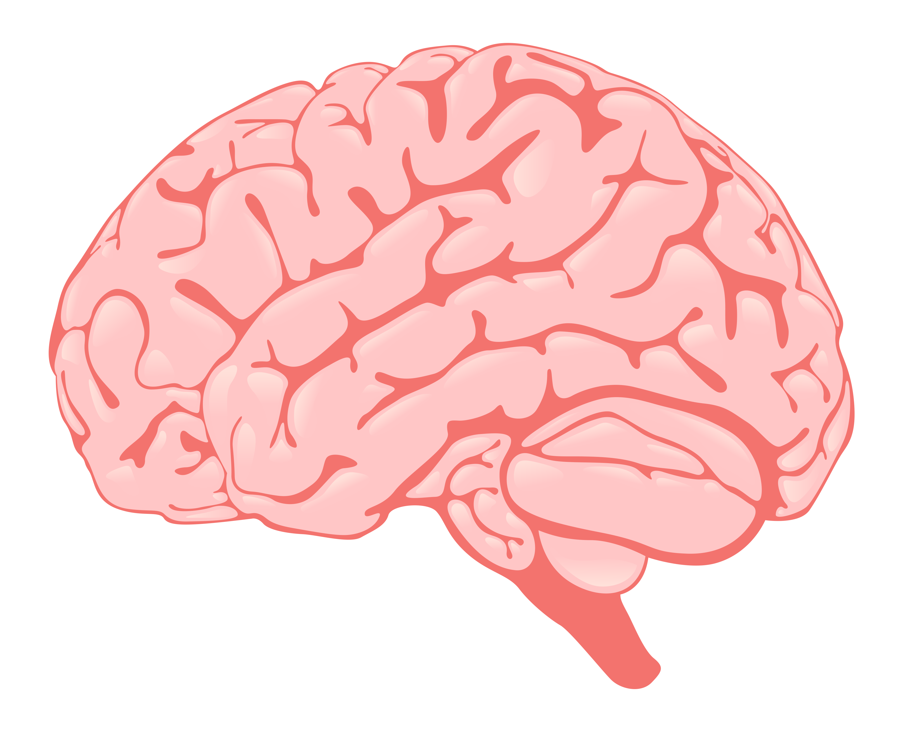 Видео про мозг. Мозг без фона. Мозг на белом фоне. Мозг рисунок.