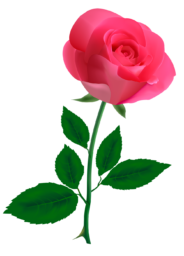 Розовая роза на прозрачном фоне - цветы, роза