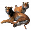 Картинка тигры на прозрачном фоне