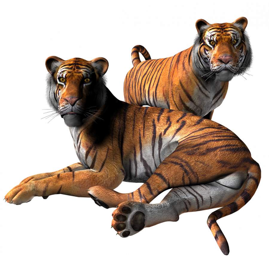 Картинка тигры на прозрачном фоне - тигры, животные