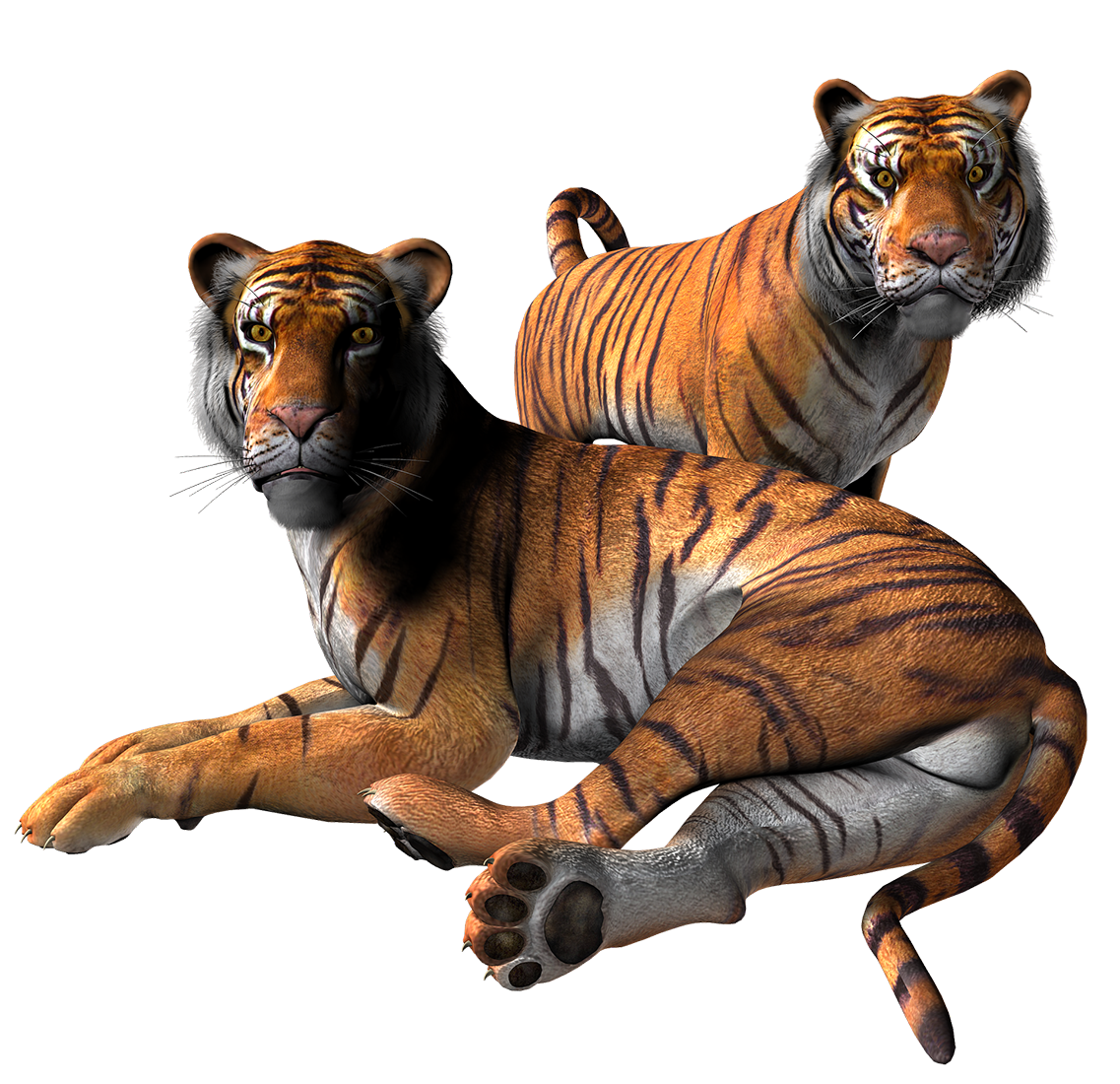 Картинка тигры на прозрачном фоне - тигры, животные