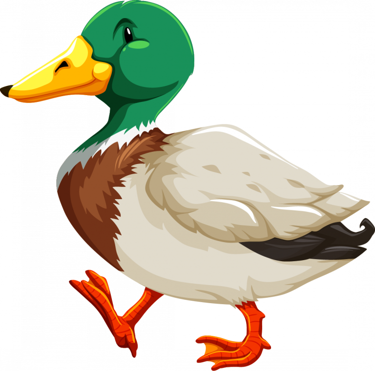 Утка без фона в png формате