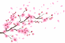 Ветки сакуры - цветы, сакура, растения, ветки