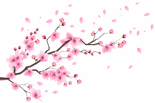 Ветки сакуры без фона в png (пнг) формате