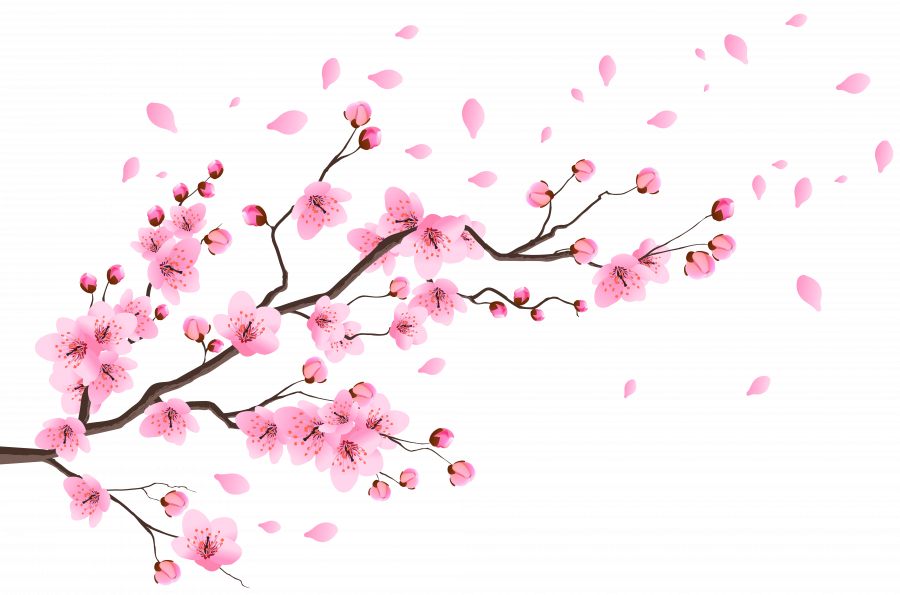 Ветки сакуры - цветы, сакура, растения, ветки