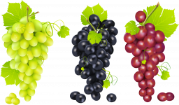 Виноградные грозди - ягоды, растения, еда, виноград