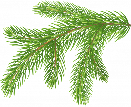 Картинка еловая ветка в png без фона