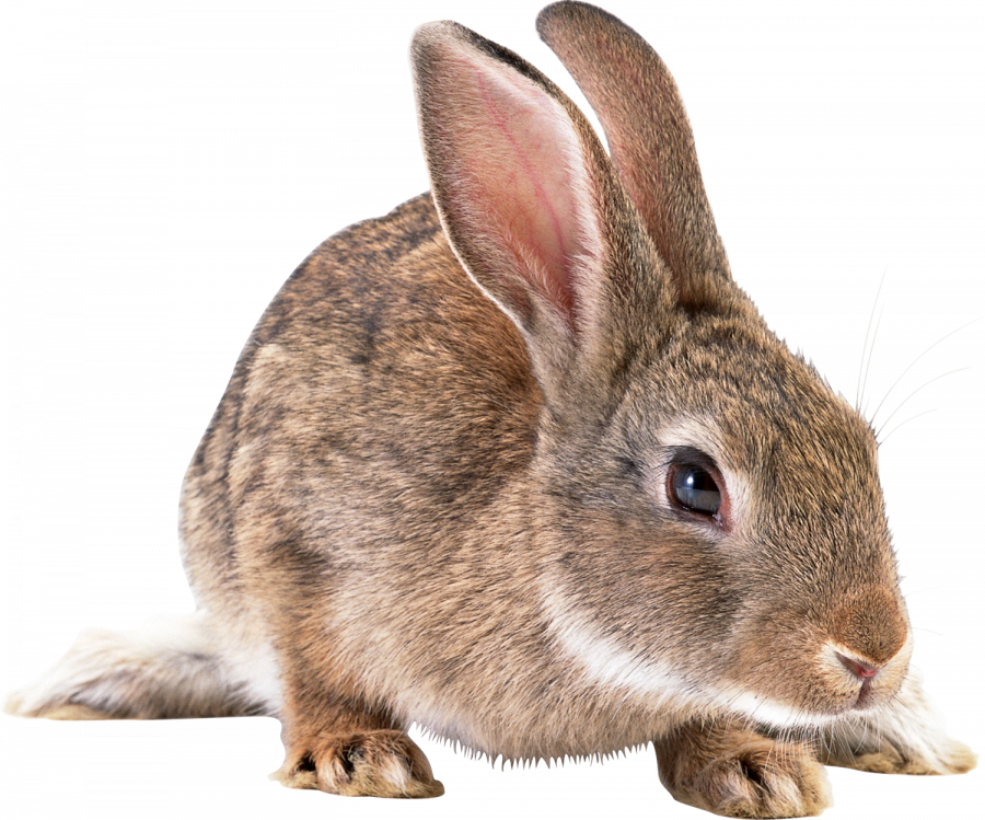 Заяц - кролик, заяц, животные