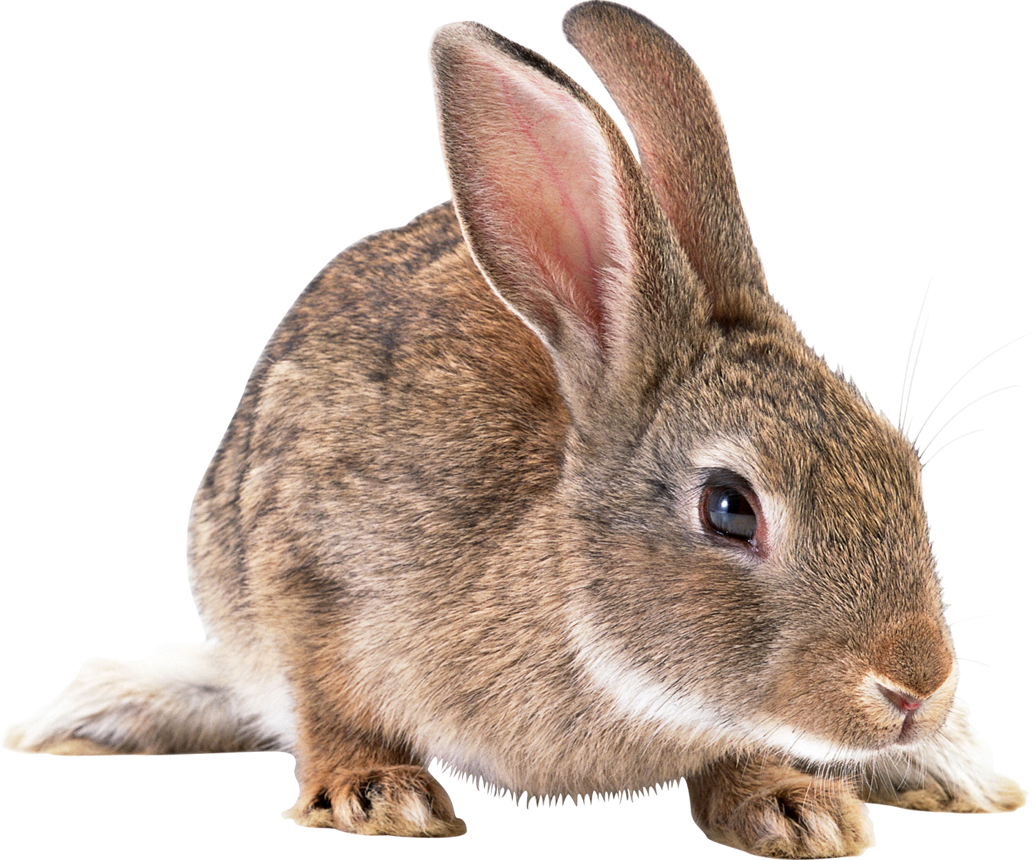 Заяц - кролик, заяц, животные