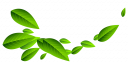 Зеленые листья - фон, растения, природа, листья