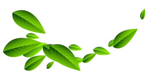 Зеленые листья в png (пнг) без фона