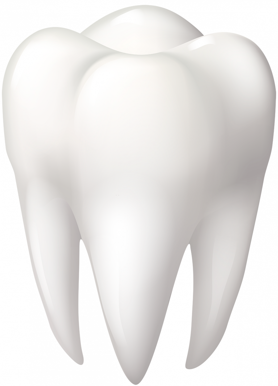 Зуб - стоматология, зуб